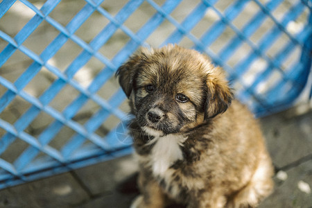 汪星人宠物田园犬高清图片