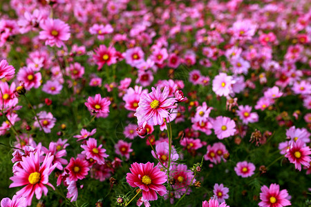 波斯菊格桑花英伽高清图片