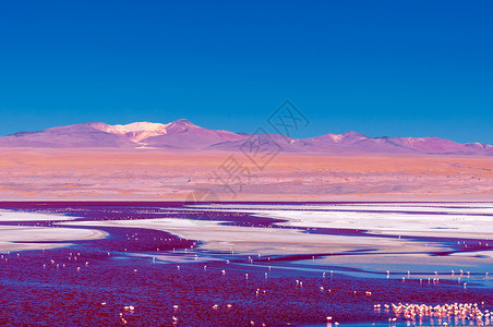 红湖玻利维亚索科罗高清图片