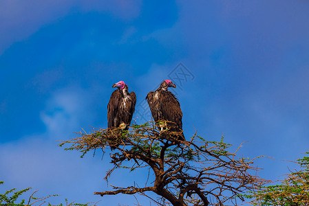 非洲鸟秃鹫背景