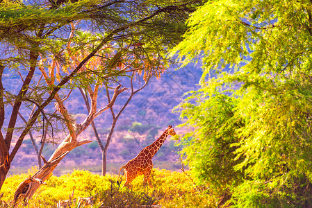 桑布鲁网纹长颈鹿高清图片