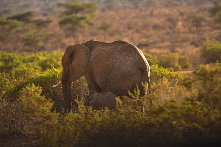 非洲象与幼崽背景图片