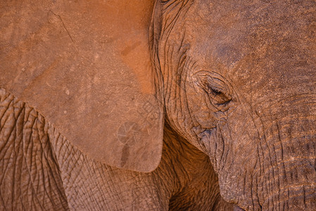 非洲象肖像特写图片