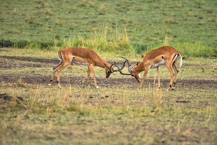 争斗的羚羊瞪羚鹿打架高清图片