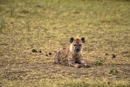 非洲鬣狗野生凶猛狗高清图片