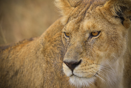 野生猫科动物狮子的眼神背景