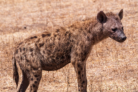 非洲鬣狗鬣狗背景