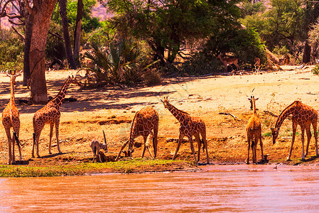 桑布鲁饮水的长颈鹿群高清图片