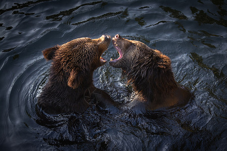 棕熊灰熊灰熊游泳高清图片