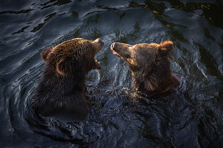 棕熊灰熊灰熊游泳高清图片