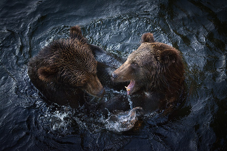 棕熊灰熊野生动物灰嘴高清图片