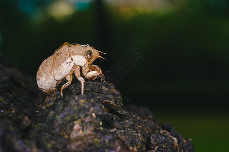 蝉壳夏天树干蝉高清图片