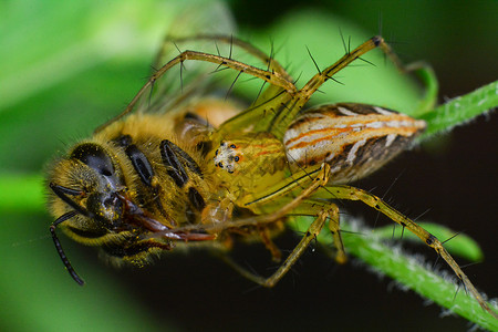 蜘蛛捕食蜜蜂高清图片