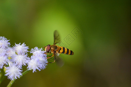  蜜蜂采花粉背景图片