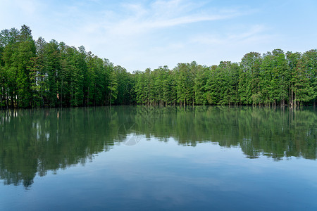 武汉东湖杉美术馆水杉倒影风景背景图片