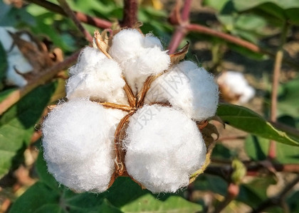 棉织棉花植物背景