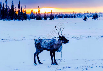 北极圈驯鹿摩尔曼斯克州高清图片