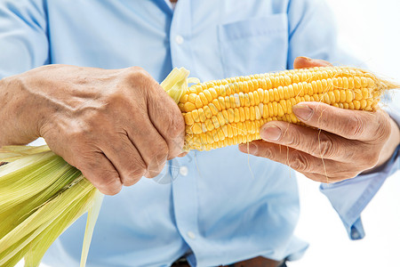 菜农采集掰玉米的双手背景