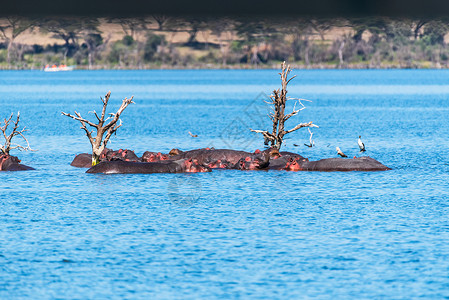 大象沙浴奈瓦沙湖中的河马群背景