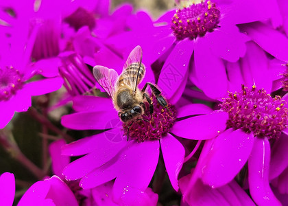 采花粉小蜜蜂背景