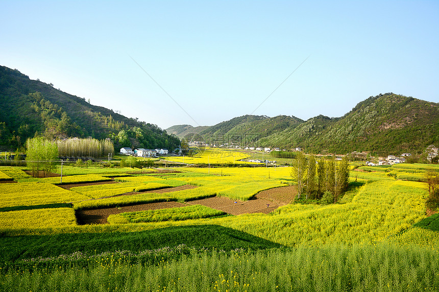 乡村油菜花田