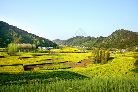 田间漫步乡村油菜花田背景