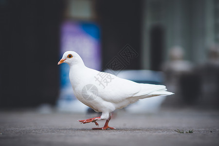 白鸽飞扬索菲亚教堂旁鸽子背景