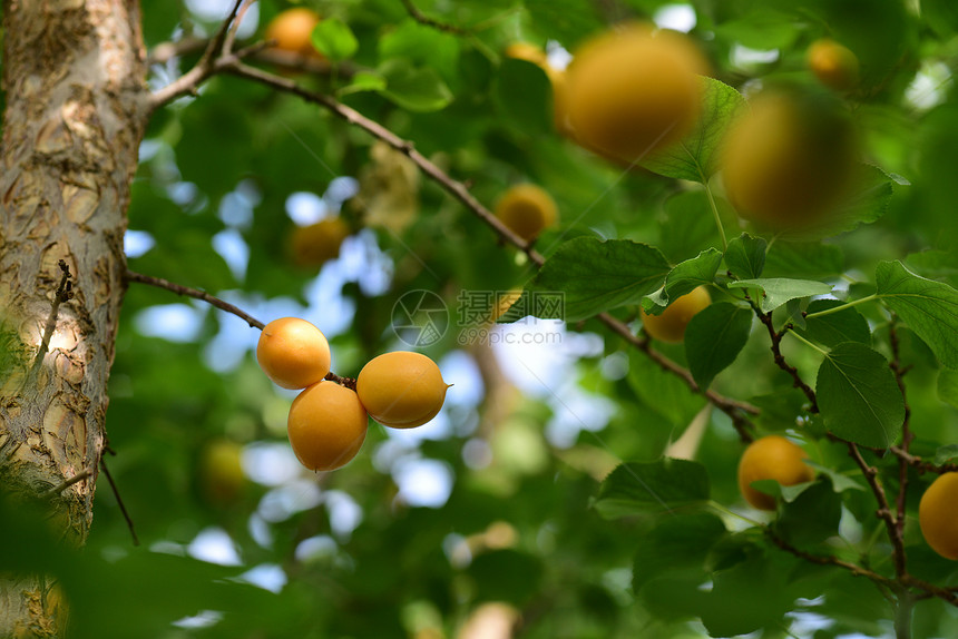 新疆小白杏子图片