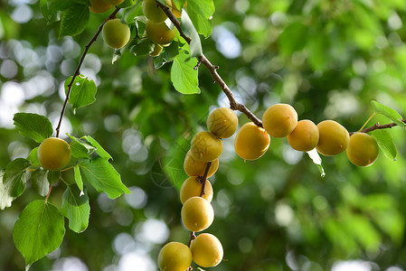 新疆小白杏子背景图片