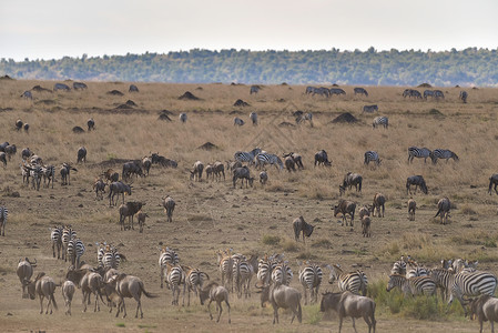 非洲动物迁徙场景背景图片