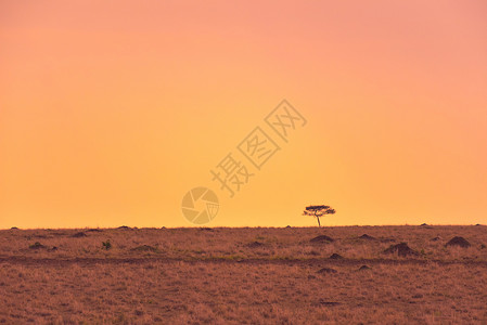 非洲大自然黄昏中的非洲草原背景