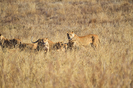 进食的狮子群背景图片