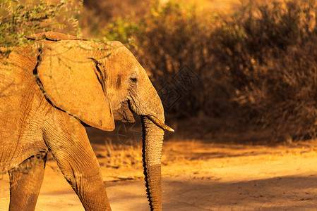 非洲日落黄昏中的大象背景