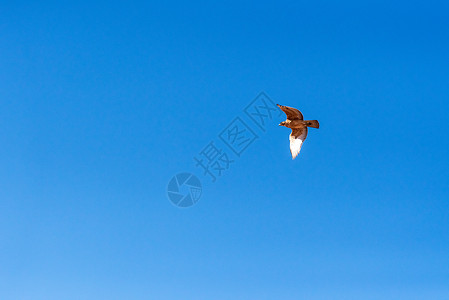 飞翔的苍鹰动物北苍鹰高清图片