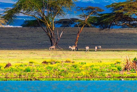 非洲景观大型动物群高清图片