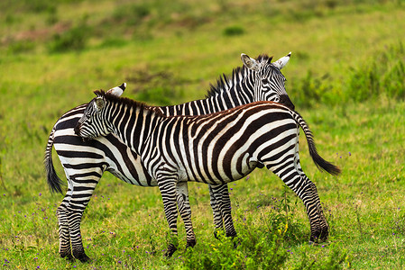 非洲动物世界年代求爱的斑马背景