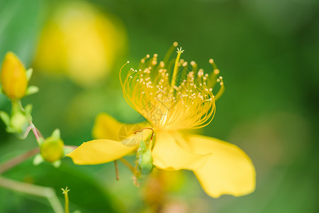 金丝桃特写花卉桃黄色高清图片