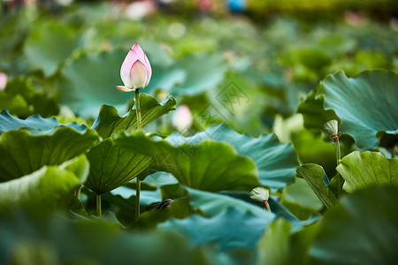 深圳洪湖公园荷花背景