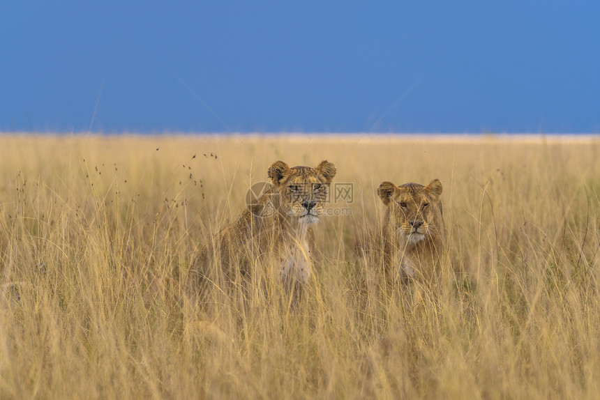 两只母狮图片