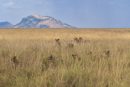 草原中的狮群图片
