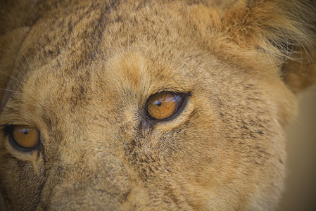 狮子眼睛特写图片