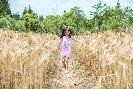 抗小麦小女孩小女孩稻田奔跑背景