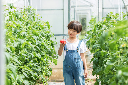 小男孩蔬菜棚里摘西红柿背景图片