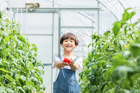 小男孩蔬菜棚里摘西红柿背景图片