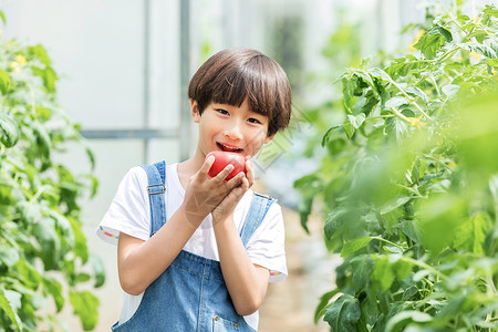 小男孩蔬菜棚里摘西红柿背景图片