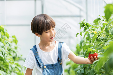 小男孩蔬菜棚里摘西红柿背景图片