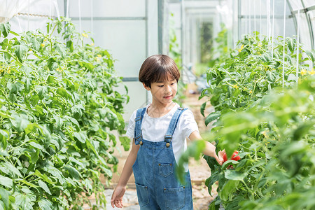 小男孩蔬菜棚里摘西红柿背景