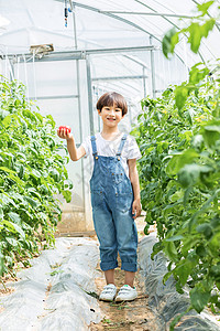 小男孩蔬菜棚里摘西红柿背景图片