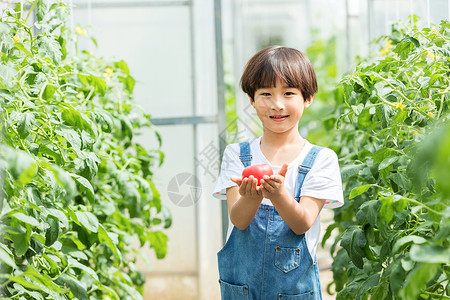 小男孩蔬菜棚里摘西红柿背景图片