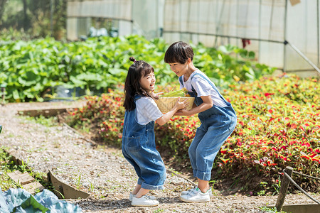 男孩女孩一起摘蔬菜图片